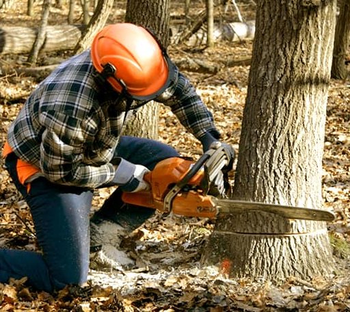 Tree Removal in Clear Lake, IA